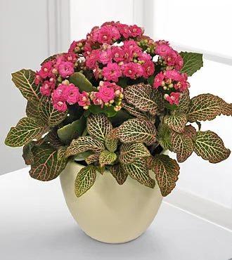 (image for) Graceful Intentions Spring Dish Garden
