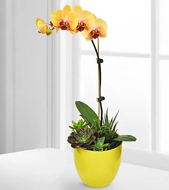 (image for) Flowering Flair Tropical Dish Garden
