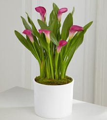 (image for) Exquisite Grace Calla Lily Plant 6,5"