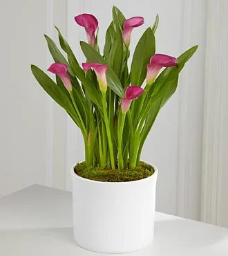 (image for) Exquisite Grace Calla Lily Plant 6,5"