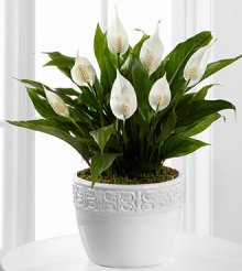 (image for) Calming Grace Peace Lily