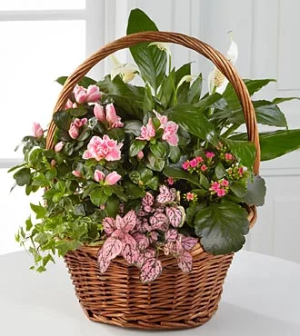 (image for) Pink Inspiration Dish Garden
