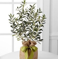 (image for) Peaceful Path Olive Tree