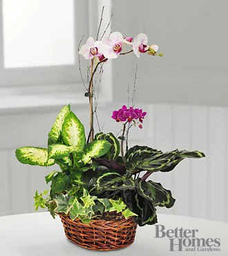(image for) Inspirations orchid Dish Garden arrangement