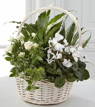 (image for) Perfect Peace Dish Garden