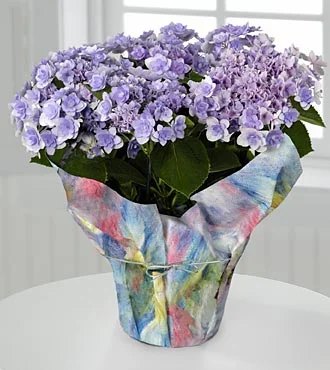 (image for) Pretty In Purple Hydrangea Plant