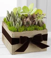 (image for) Succulent Dishgarden