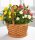 (image for) Plants