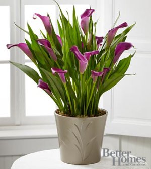 (image for) Lovely Life Calla Lily Plant