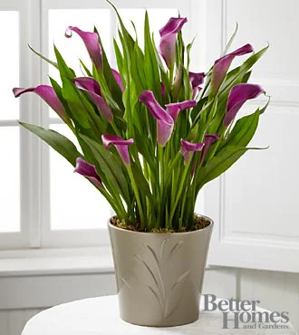 (image for) Lovely Life Calla Lily Plant