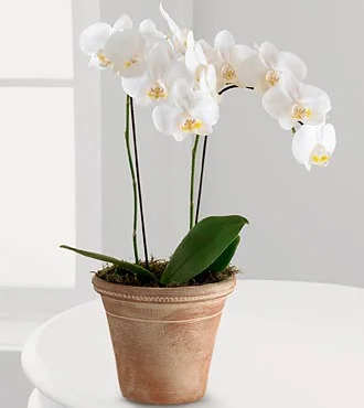 (image for) White Glamour Orchid