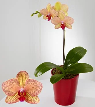 (image for) Rare Treasure Phalaenopsis