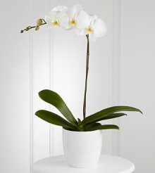 (image for) White Orchid Planter