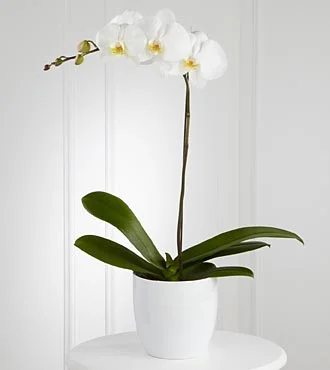 (image for) White Orchid Planter