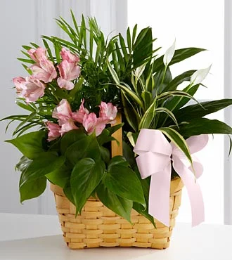 (image for) Living Spirit Dishgarden