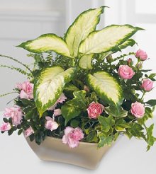 (image for) Garden Of Grace Planter