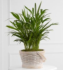 (image for) Deeply adored Palm Planter