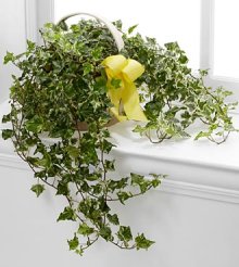 (image for) Solace Ivy Planter