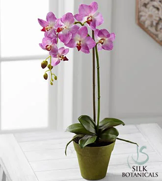 (image for) Purple Phalaenopsis Orchid Plant