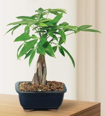 (image for) Braided Money Tree