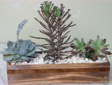 (image for) Easy Care Garden
