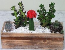 (image for) Cactus Heaven Garden
