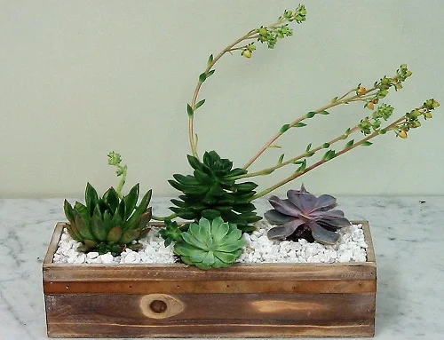 (image for) Water Saver Garden