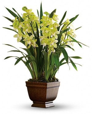 (image for) Splendid Orchid