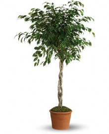 (image for) Towering Ficus Plants