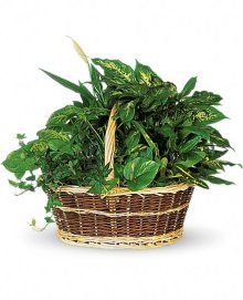 (image for) Basket Garden Plants