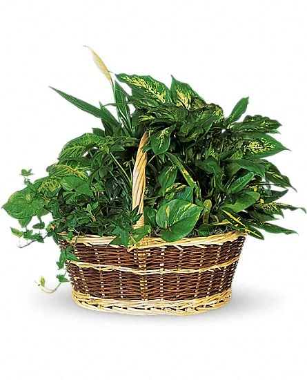 (image for) Basket Garden Plants
