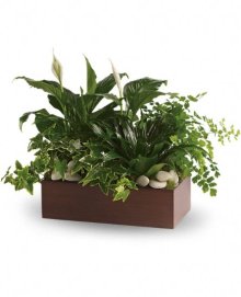 (image for) Peaceful Expressions Planter