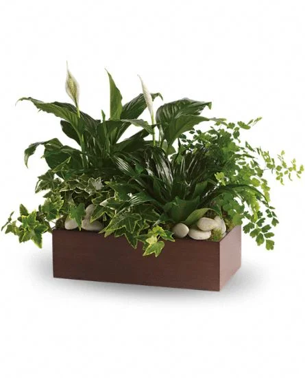 (image for) Peaceful Expressions Planter