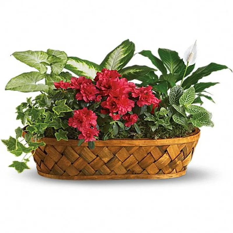 (image for) Plants Galore
