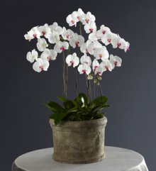 (image for) Today, Tomorrow, Forever Arrangement