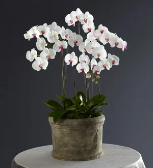 (image for) Today, Tomorrow, Forever Arrangement