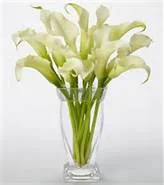(image for) White Calla Lily Bouquet