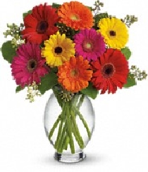 (image for) The Gerbera Brights Bouquet