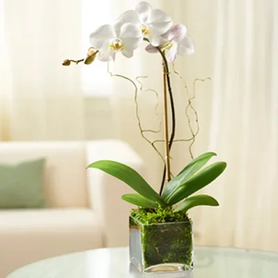 White Elegant Orchid