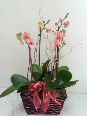Orchid Frenzy Basket