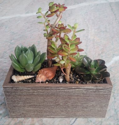 Window Box Succulent Plant
