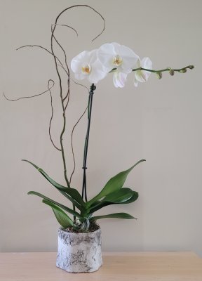 White Orchid Plant in Birch