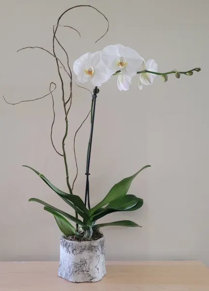White Orchid Plant in Birch - Click Image to Close