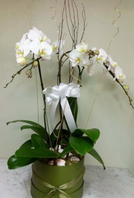 Sparkle White Orchid Planter
