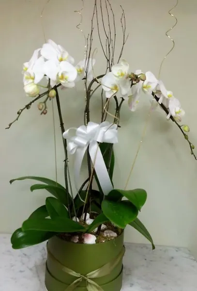 Sparkle White Orchid Planter - Click Image to Close