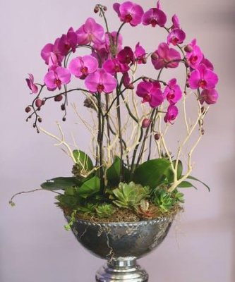 Amazing 6 Stems Orchids Planter