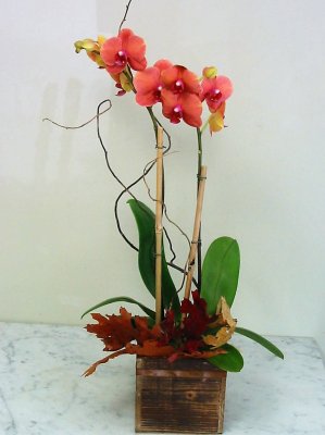 Fall Orchid in a Wood Box