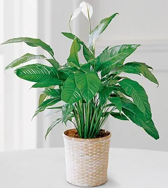 Spathiphyllum - Click Image to Close