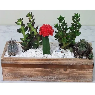 (image for) Cactus Heaven Garden