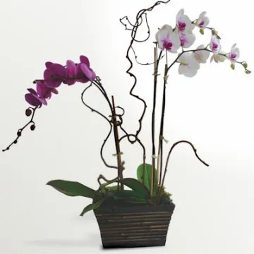 The Colorful Multi Stemmed Phalaenopsis Bouquet - Click Image to Close